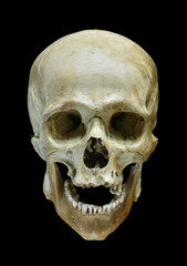 Skull