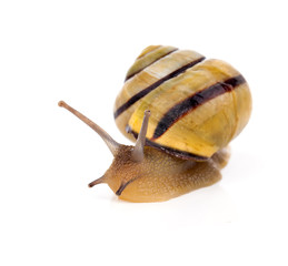 Garden snail on white background