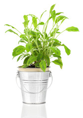 Sage herb plant growing in a distressed pewter pot, isolated ove