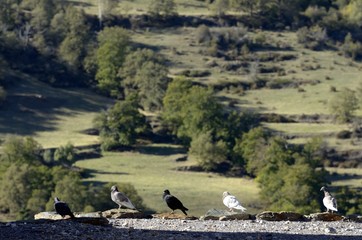 Obraz premium palomas en la Alpujarra, Granada
