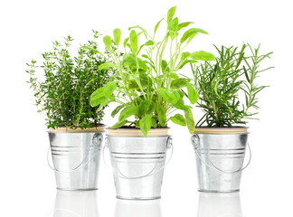 Sage, thyme and rosemary herb plant growing in a distressed pewt
