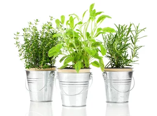 Küchenrückwand glas motiv Aromatisch Salbei-, Thymian- und Rosmarin-Kräuterpflanze, die in einem notleidenden Pewt wächst