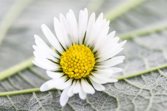Daisy Flower on Leaf Photography