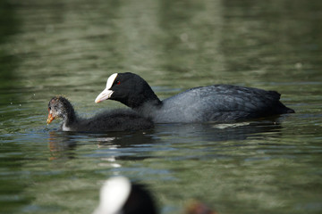 Eurasian Coot, Coot, Fulica atra