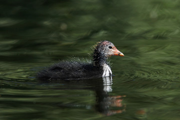 Eurasian Coot, Coot, Fulica atra