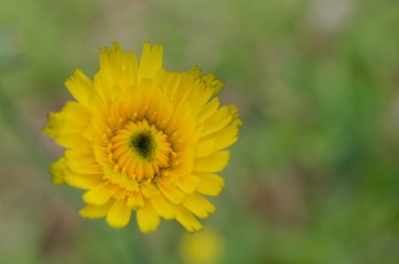 Dandelion opening