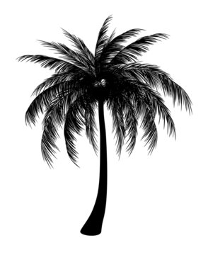 Silhouette of palm