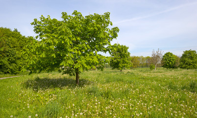 Blossoming chestnut in a meadow