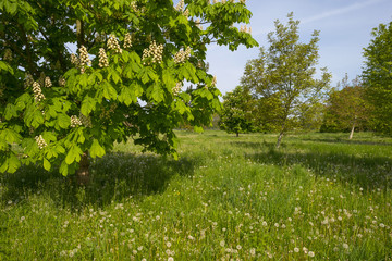 Blossoming chestnut in a meadow