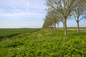 Obraz premium Row of trees along a field in spring