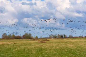Ducks flying above the field