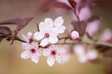 Naklejka premium White Flowers on Blurred Abstract Background