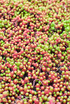 Red-green Stonecrop Lydian