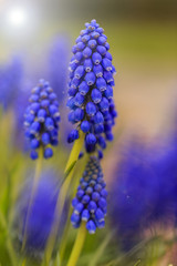Spring flowers - blue Muscari flowers, Hyacinth