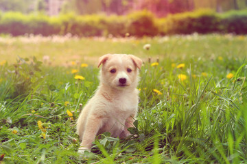 little puppy outdoors