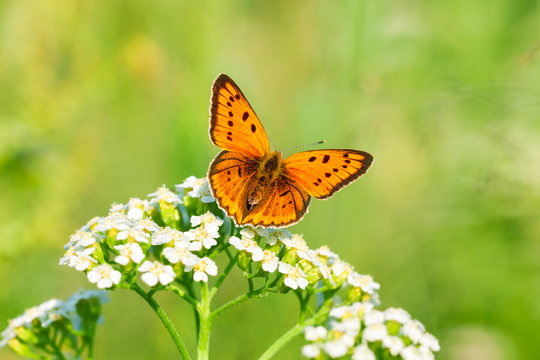 butterfly sits on white flowers