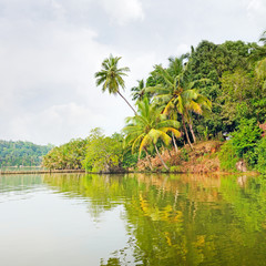 Tropical jungle on the lake