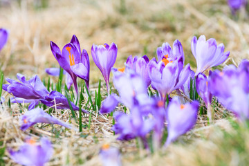 Blooming violet crocuses, spring flower