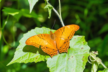 The common cruiser butterfly