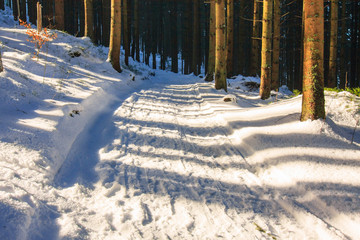 winter forest, Rusinowa Polana, High Tatras, Poland © dziewul