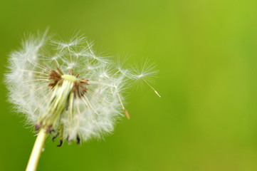 Fototapeta premium タンポポ