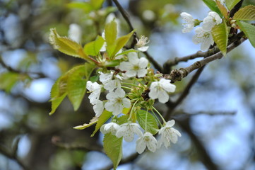 photo of tree bloom (europe)