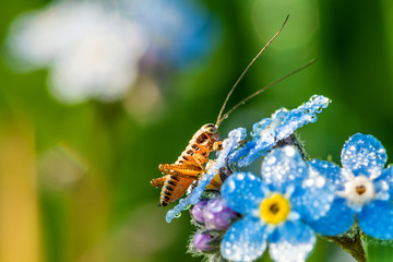 grasshopper on a summer meadow sits on flowers of a forget me no