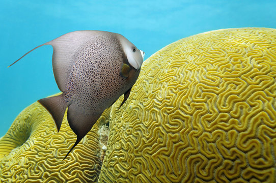 Angelfish and brain coral