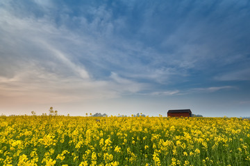 Obraz premium yellow rapeseed flower field at sunset