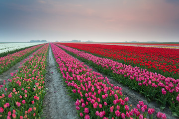 colorful tulip fields at sunset