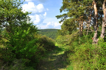 photo of forest in middle Europe