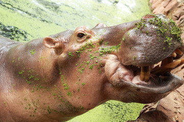 Hippo portrait in the nature