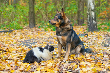 Dog and cat playing together outdoor in autumn