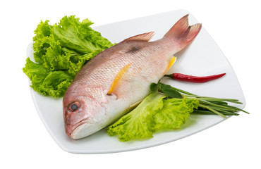 Raw red snapper
