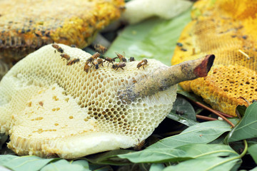 fresh honey in the comb