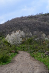 Fototapeta premium camino de montaña en los picos de europa, leon