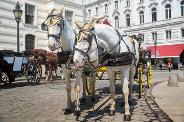 Naklejka premium Traditional horse carriage in Vienna, Austria