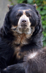 Brillenbär