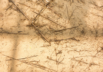 Sand with tree root texture,Background