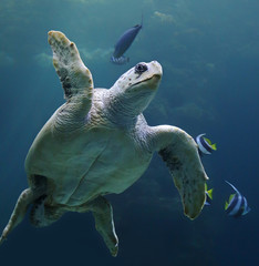Close-up view of a Loggerhead sea turtle - Caretta caretta