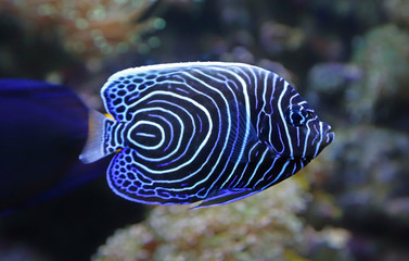Close-up view of a Juvenile Emperor angelfish - obrazy, fototapety, plakaty