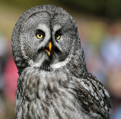 Close-up view of a Great Grey Owl - Strix nebulosa