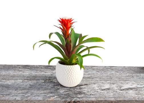 Fototapeta Guzmania flower blossom isolated image