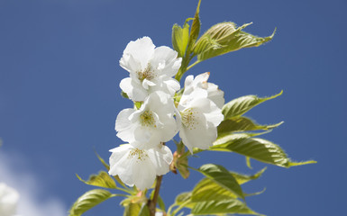 Cherry blossom in springtime England UK