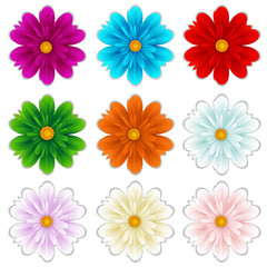 isolated flowers diferent colors. Vector illustrations