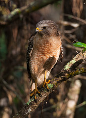 Red-shouldered Hawk in the Shadows of a Southern Forest