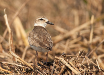 Wilson's Plover