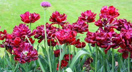 tulipes bordeaux en massif