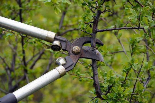 tijeras de poda podando un arbusto