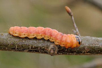 Caterpillar of an insect